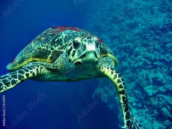 Fototapeta Carretta Schildkröte