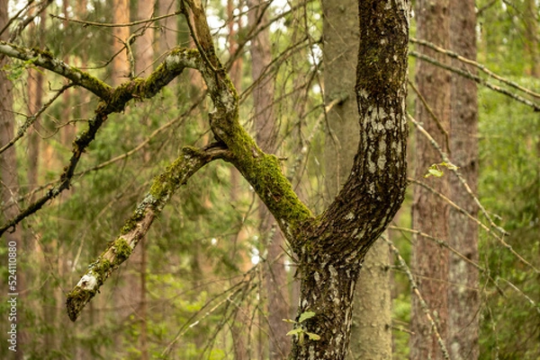 Fototapeta shapes of tree oak branches in forest