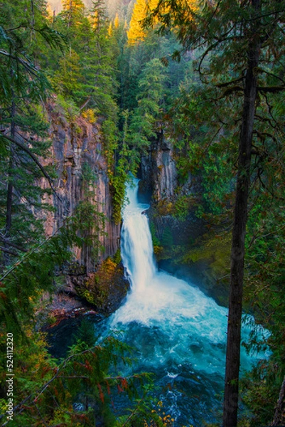 Obraz Tall Tree and Toketee Falls
