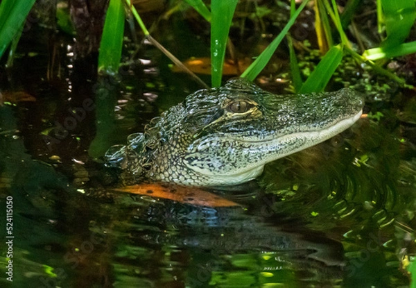 Fototapeta Alligator