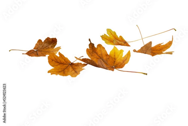 Fototapeta Brown dry maple fallen leaves heap isolated transparent png. Autumn season.