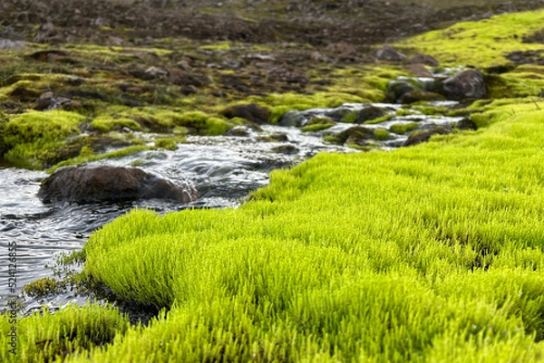 Fototapeta Green moss on the edge of a mountain stream in Iceland.