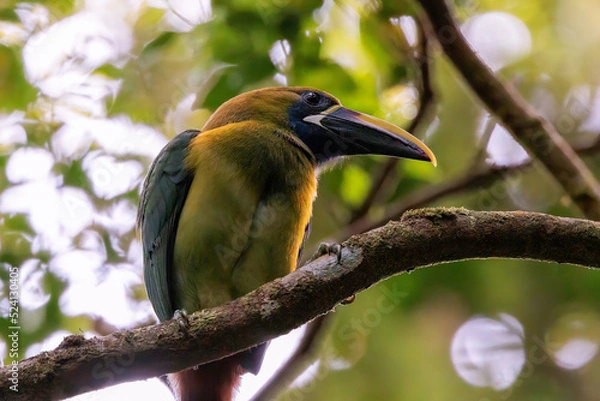 Fototapeta Emerald toucanet (Aulacorhynchus prasinus) perching on a branch in Curi Cancha wildlife refuge, Costa Rica