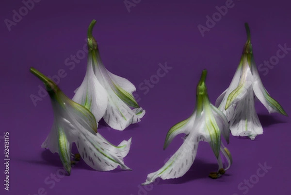 Obraz Dancing lilies on purple