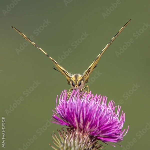 Obraz farfalla su fiore