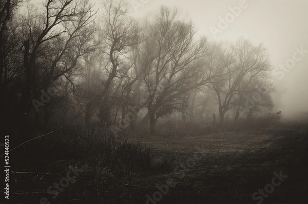Obraz Dark spooky landscape showing forest on a misty winter day in sepia tones