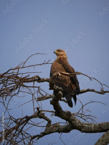 Obraz eagle on a tree in the savanna 
