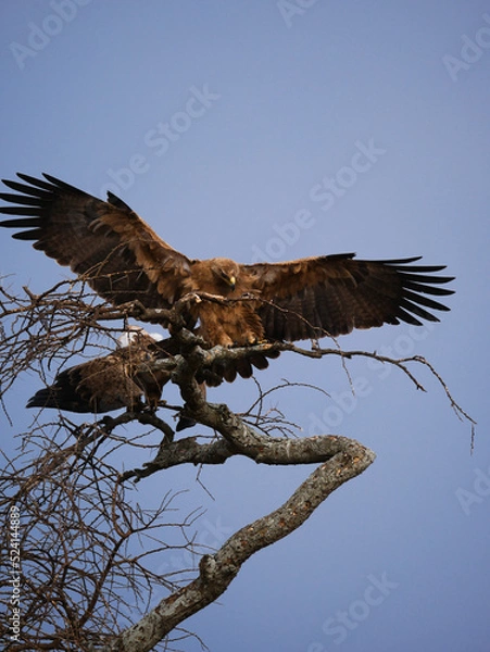 Obraz eagle on a tree in the savanna 