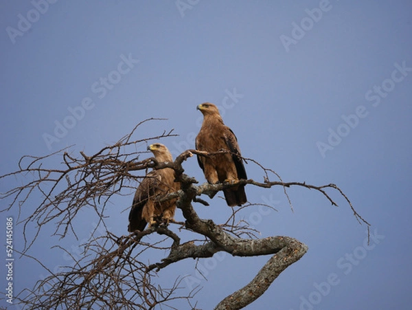 Obraz eagle on a tree in the savanna 