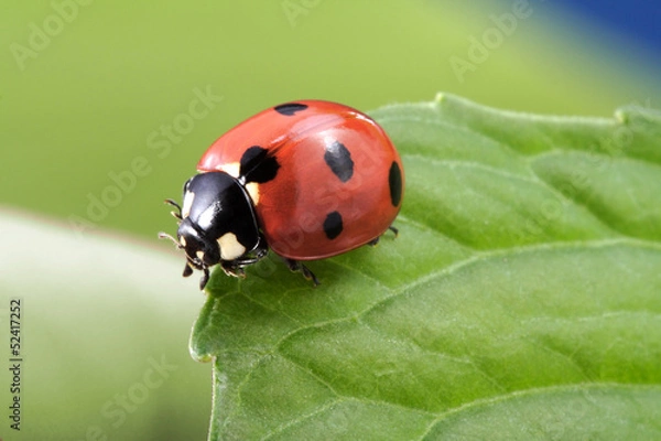 Obraz Biedronka na Leaf