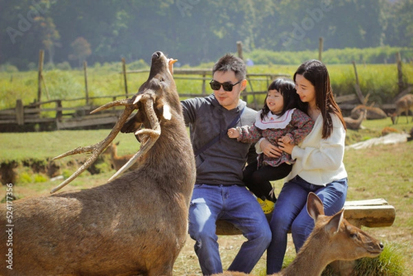 Fototapeta A family consists of three was playing in the deer farm that was located in Ranca Upas, Bandung