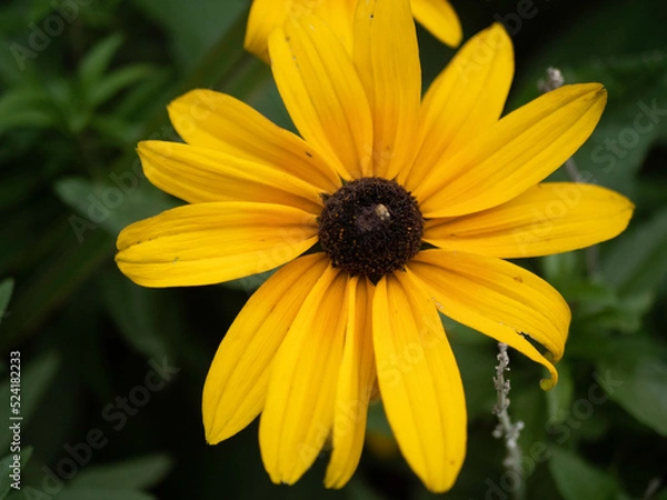 Obraz insect on flower