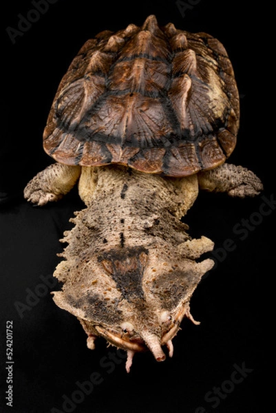 Obraz Matamata (Chelus fimbriatus)