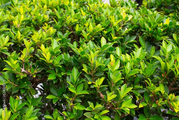 Fototapeta green grass background