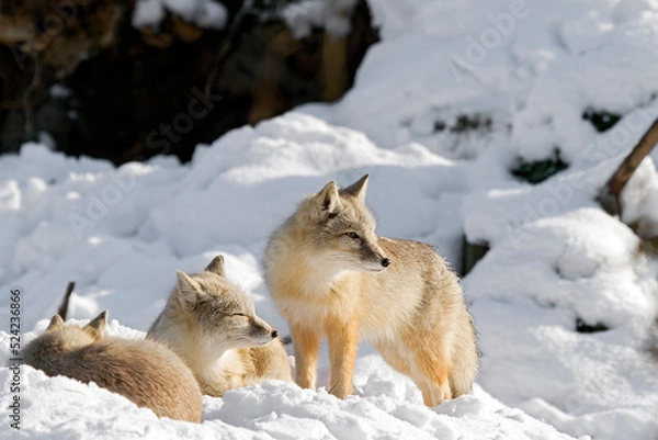 Fototapeta corsac foxes in the snow
