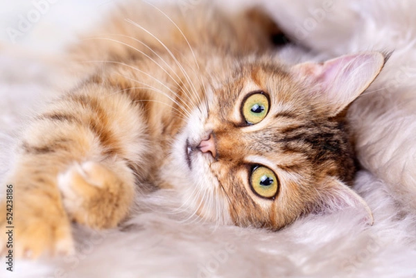 Obraz Red long haired tabby cat