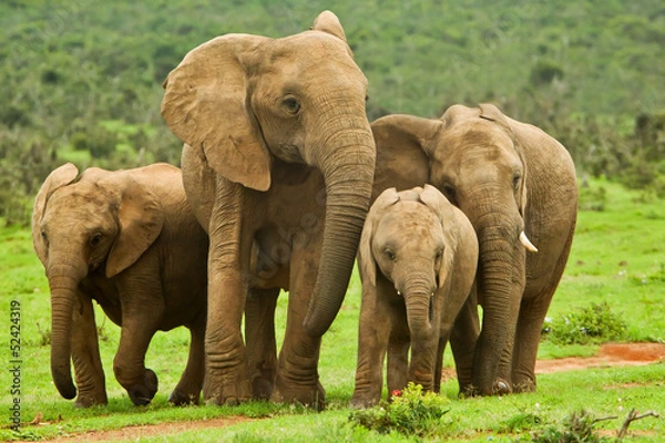 Obraz Elephant family