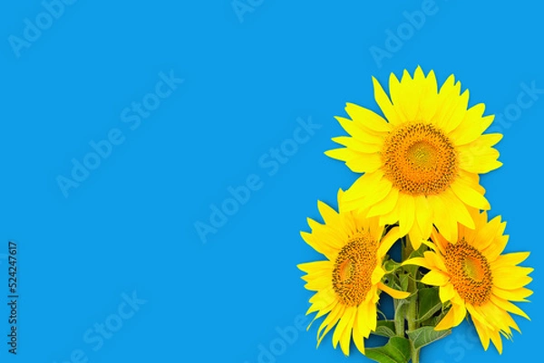 Fototapeta Three sunflower flowers on a blue background from the right, copy space