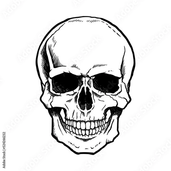 Obraz Black and white human skull. Transparent background.