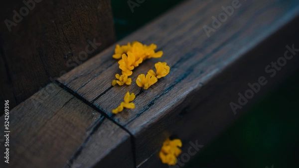 Obraz yellow mushroom (노란버섯)