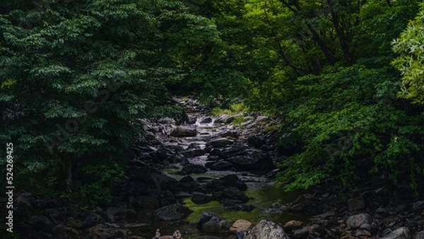 Obraz valley in the forest (숲속의 계곡)
