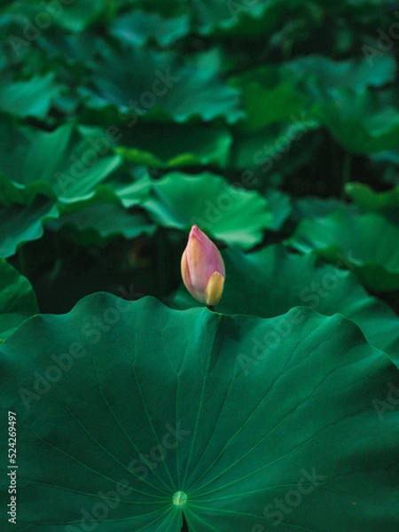 Obraz lotus peaks (연꽃 봉우리)