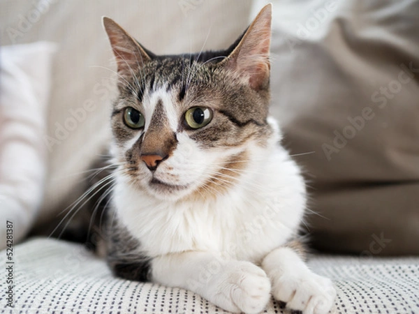 Fototapeta ソファでくつろぐ猫