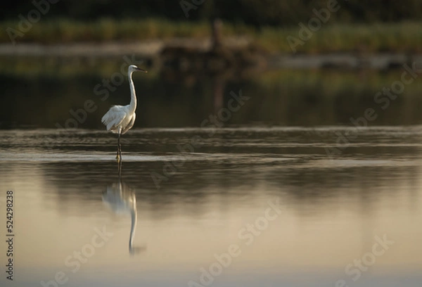 Obraz Western reef heron and dramatic reflection, Bahrain