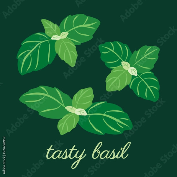 Obraz Basil herb leaves. Original, hand-drawn illustrations. Ideal for packaging, cooking, baby products, tea, healthcare, etc. Flower Basil, Ocimum Basilicum. Summer herb.