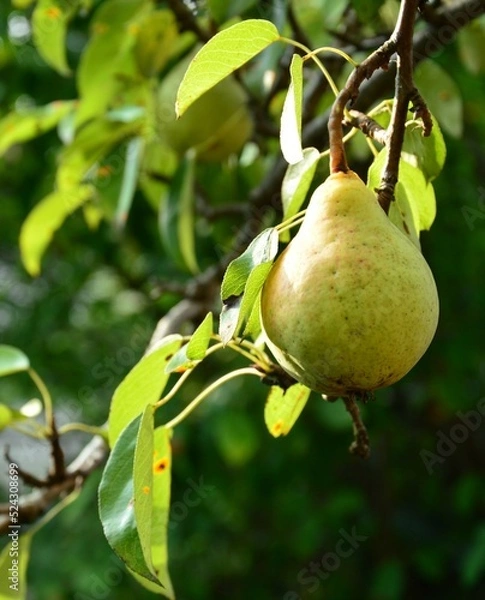 Obraz pear on a branch
