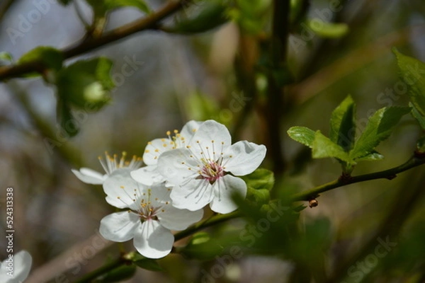 Obraz mirabelle plum tree blossom