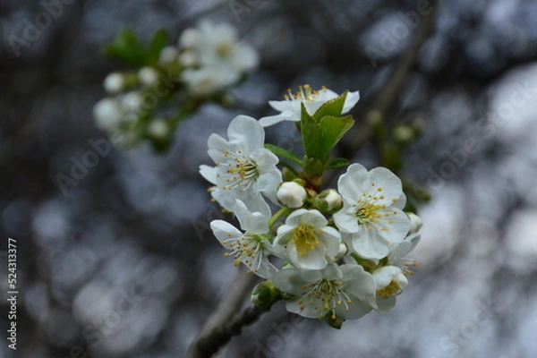 Obraz plum tree blossom