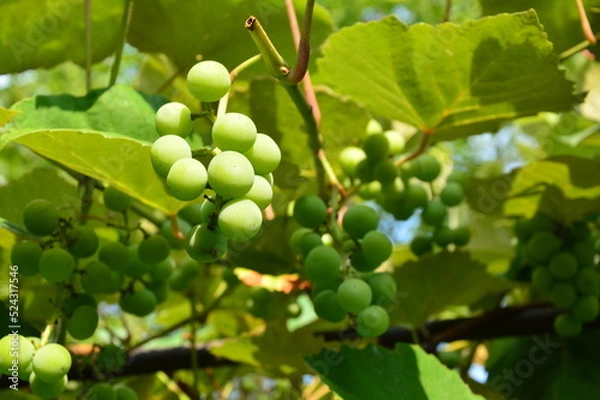 Obraz green grapes on the vine
