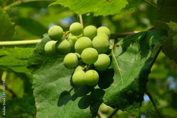 Obraz grapes on the vine