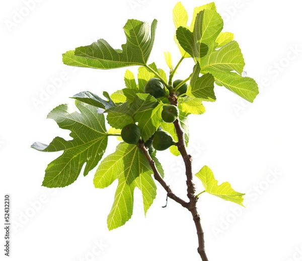 Fototapeta Isolated branch from a fresh green Common fig.Ficus carica.