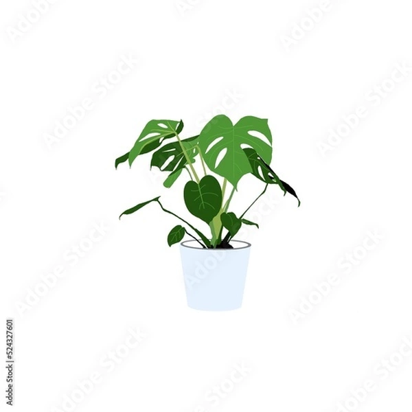 Fototapeta モンステラのイラスト