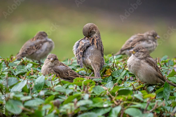 Obraz A few sparrows sitting on a bush
