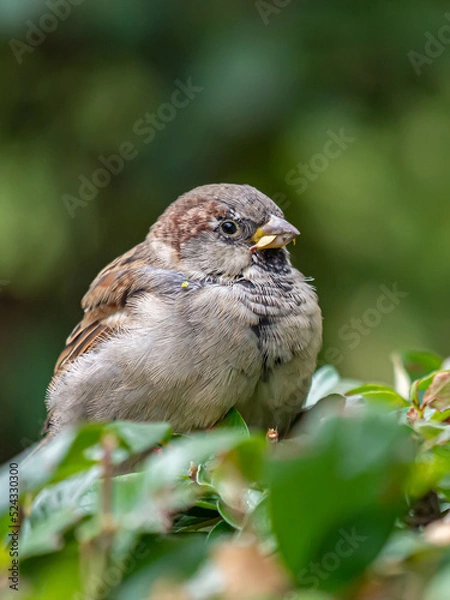 Obraz A sparrow sitting on a bush with a leaf in its beak