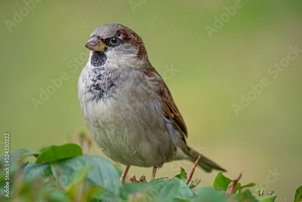 Obraz A sparrow sitting on a bush