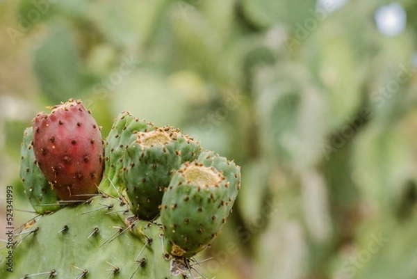 Fototapeta Opuntia Nopales and cactus in mexico to background or wallpaper