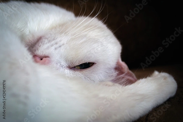 Obraz white cat lies squinting half-open eye