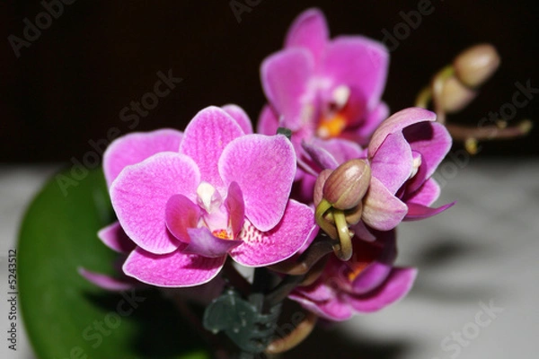 Obraz orchid