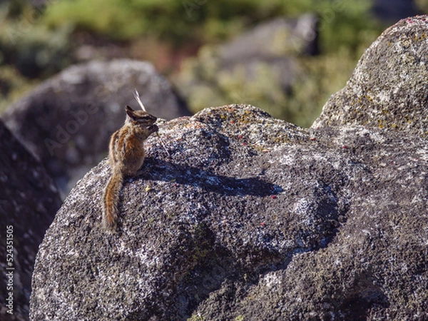 Fototapeta Chipmunk working on cracking open seed for eating