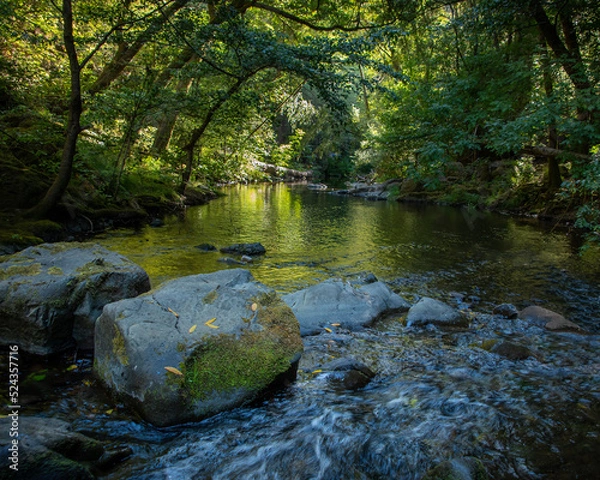 Fototapeta Lagunitas Creek in Samuel P. Taylor State Park, Marin County, California. 
