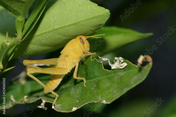 Obraz Yellow Grasshopper munching on leaf