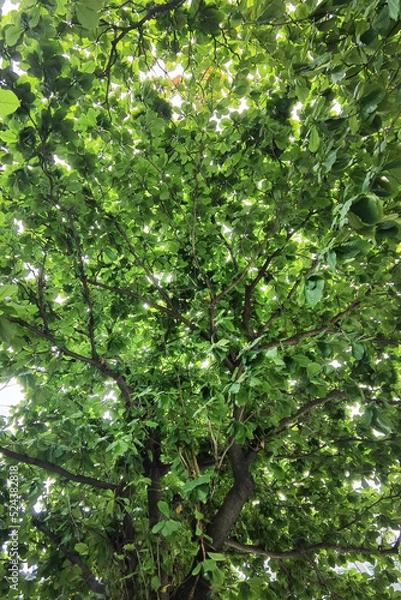 Obraz Landscape the big tree with nature background