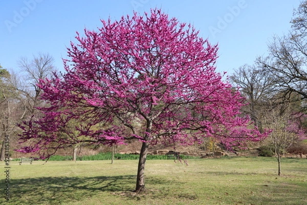 Obraz redbud tree blooming in a park