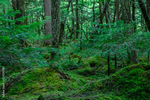 Fototapeta 長野の森