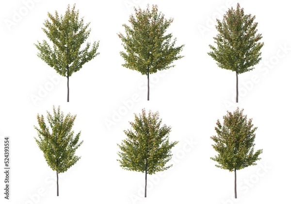 Obraz Multicolored leafy tree on transparent background