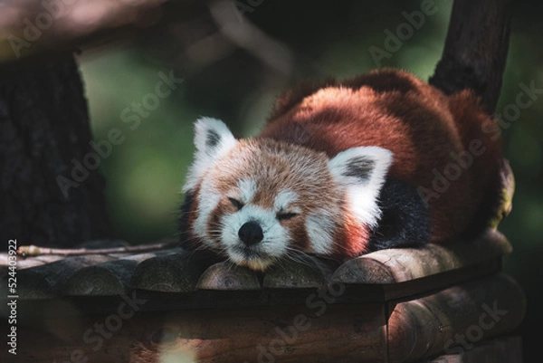 Fototapeta red panda on the tree